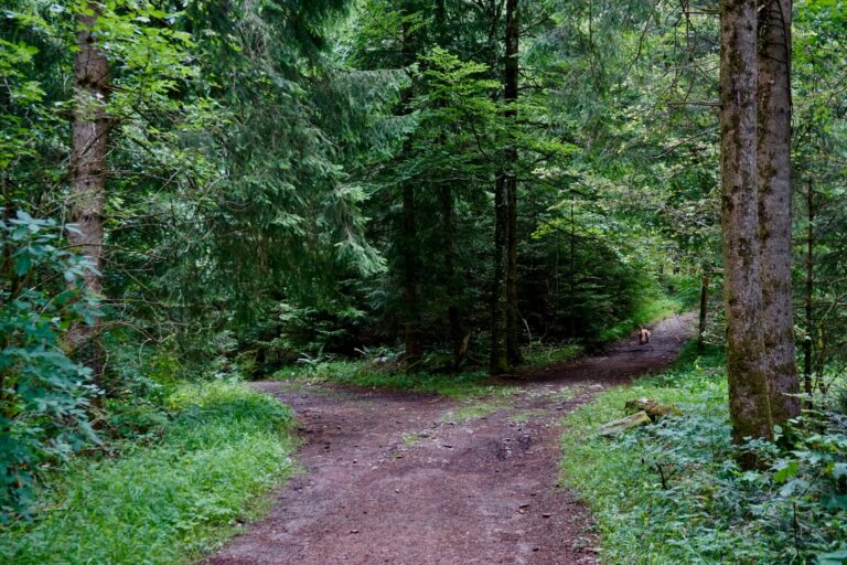 2 paths in woods psychedelic therapy