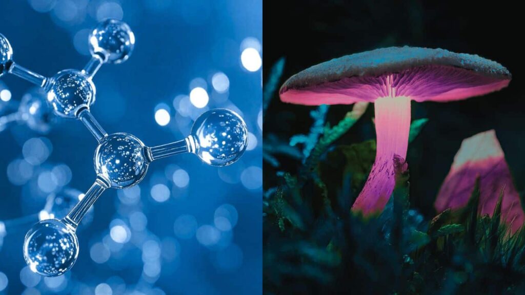 Synthetic vs Natural Forms of Psilocybin