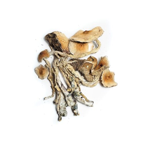 buy Transkei Magic Mushrooms in Australia online