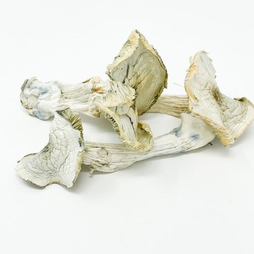 Albino A+ Magic Mushroom For Sale In Australia