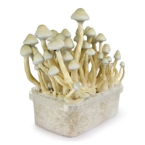 Albino A+ Mushroom Grow kit For Sale Online Australia