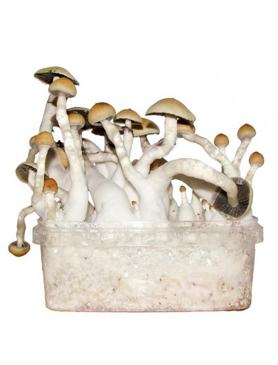 Albino Penis Envy Mushroom Grow kit For Sale Online Australia