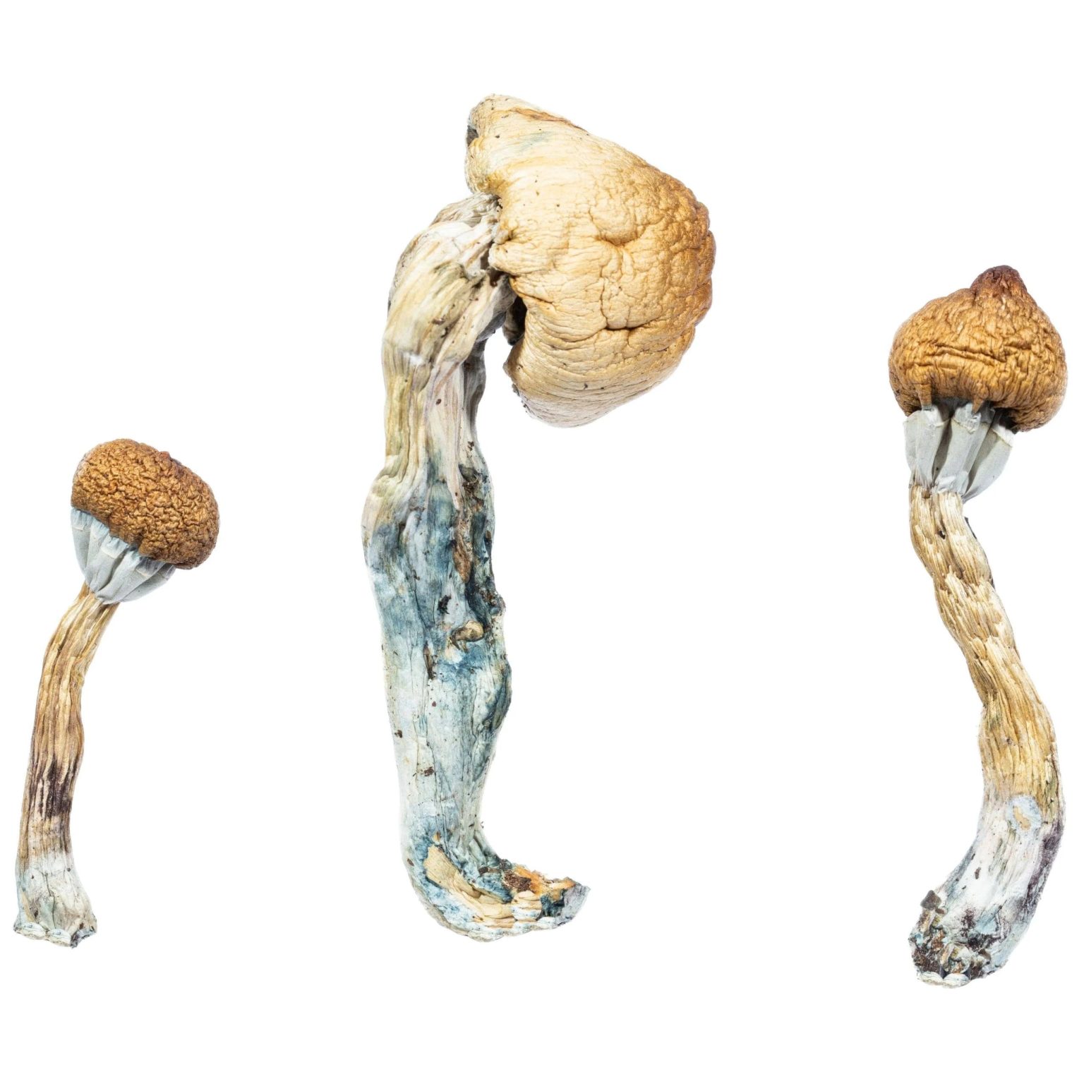 Buy Albino Penis Envy Mushroom in Australia