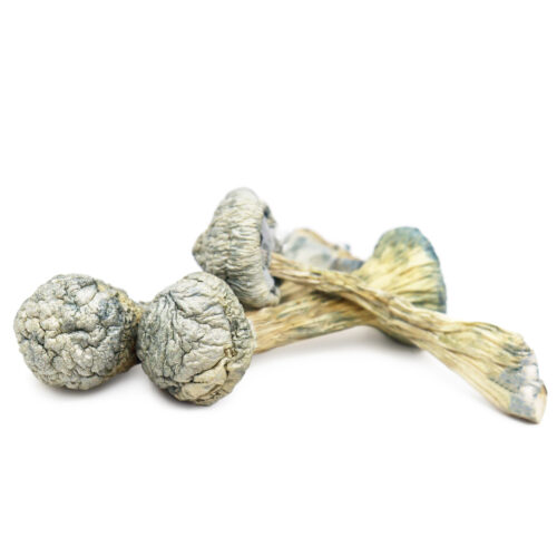 Buy Albino Treasure Coast Magic Mushrooms In Australia Online