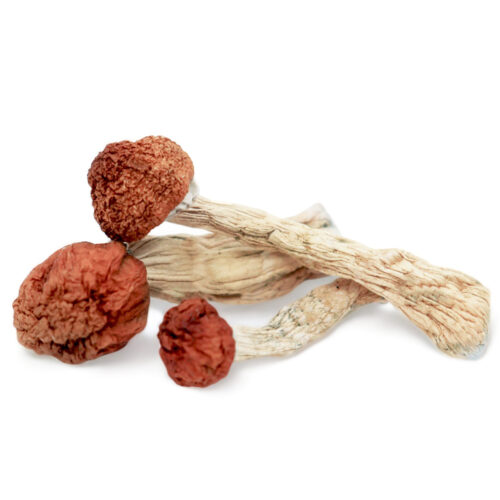 Amazonian Mushroom for sale in Australia
