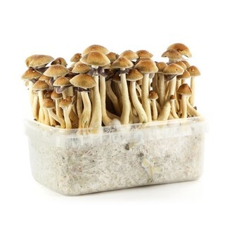 buy Amazonian Mushroom Grow Kit in australia online