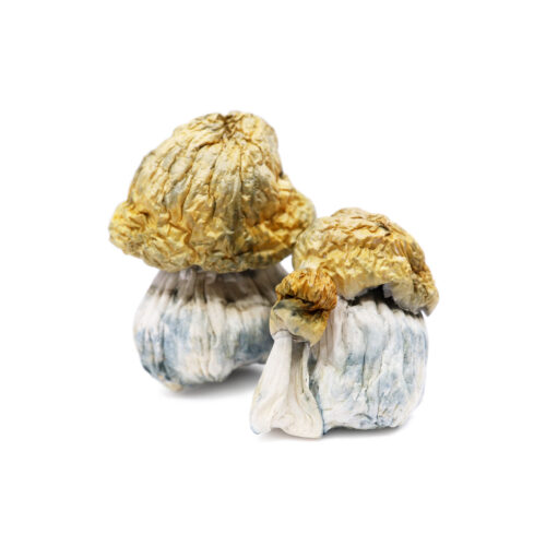 Avalanche Magic Mushrooms For Sale In Australia Online