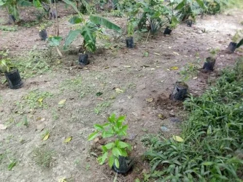 BUY IBOGA POT NURSERY IN AUSTRALIA ONLINE
