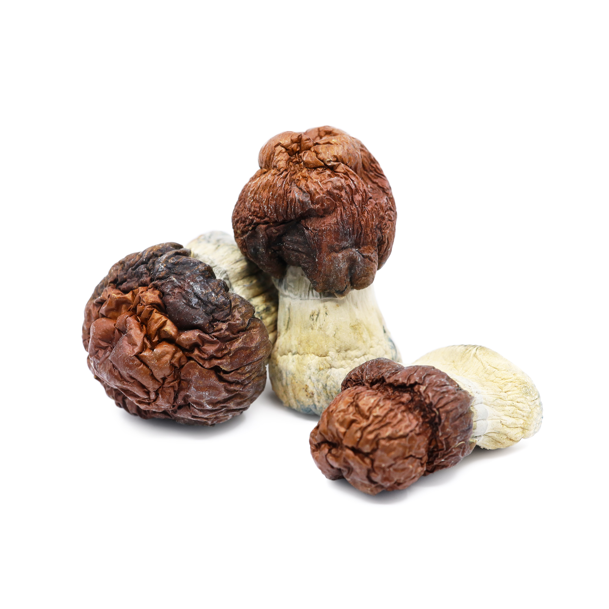 Buy Bluey Vuitton Magic Mushrooms In Australia Online