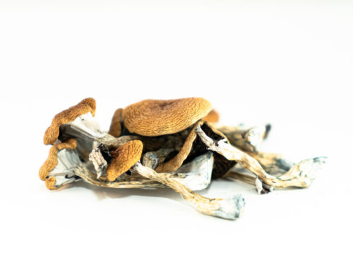 Brazilian Mushroom For Sale In Australia