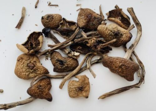 Wavy Caps Magic Mushrooms For Sale in Australia