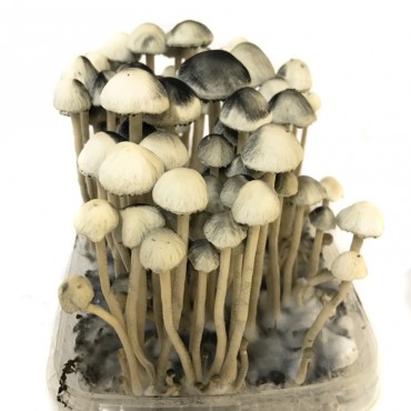 Copelandia Hawaiian Mushroom Grow kit For Sale Online Australia
