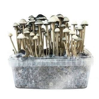 Copelandia Hawaiian Mushroom Grow kit For Sale Online Australia
