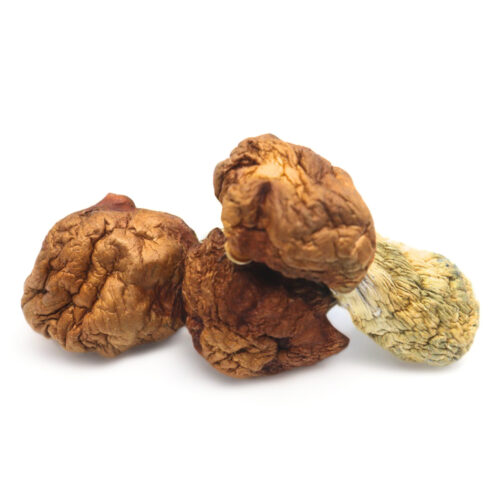 Buy Penis Envy Dino Eggs Magic Mushrooms In Australia Online.