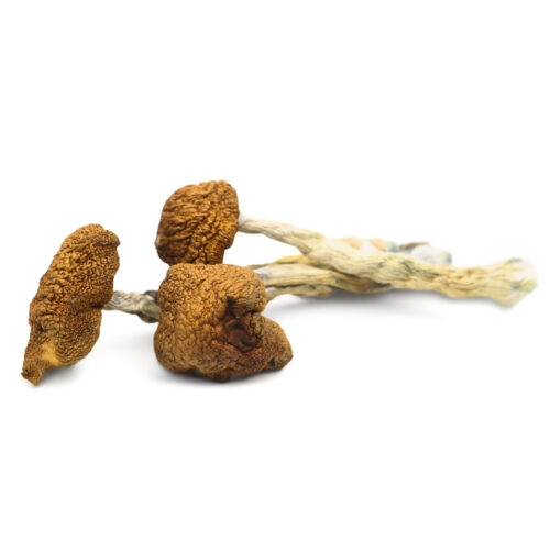 Buy Daddy Long Legs Magic Mushrooms In Australia