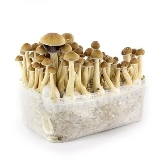 Ecuadorian Mushroom Grow Kit for sale online Australia