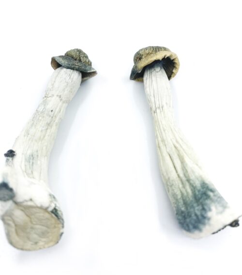 Psilocybe Azurescens Magic Mushrooms For Sale Online Australia 