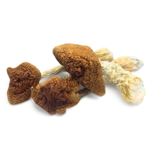 Golden Teacher  Magic Mushrooms For Sale in Australia