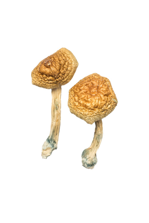 Golden Mammoth Magic Mushrooms For Sale in Australia