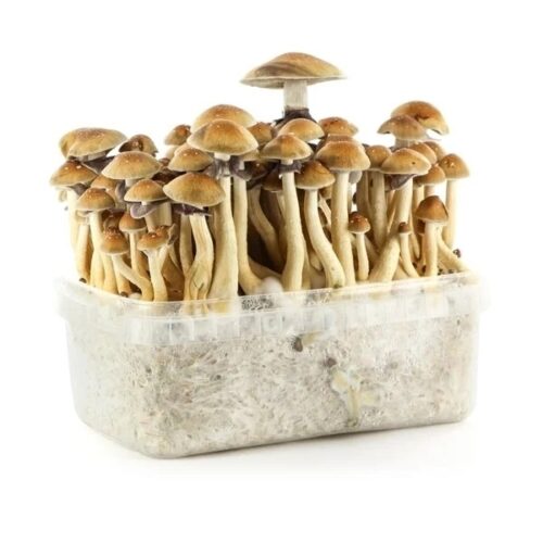Golden Teacher Mushroom Grow Kit For Sale Online Australia
