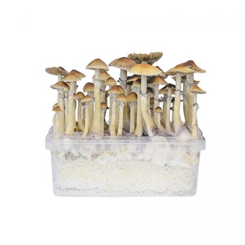 Hawaiia Mushroom Grow Kit For Sale Online Australia