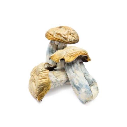 Buy Hillbilly Magic Mushrooms In Australia Online.