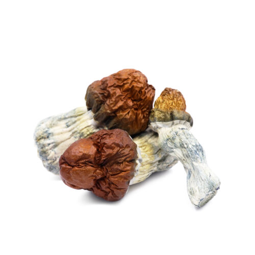 Texas Yellow Cap Magic Mushrooms for sale in Australia