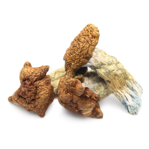 King Kong Magic Mushrooms For Sale In Australia