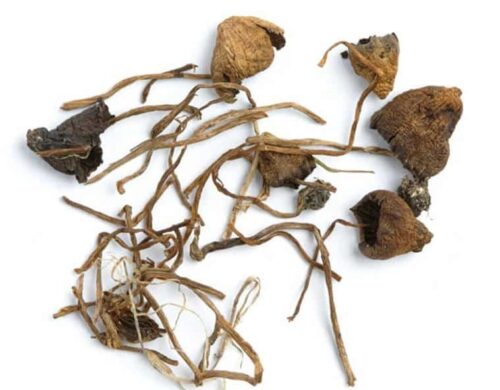 Buy Liberty Caps Magic Mushrooms Online Australia