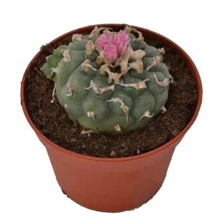 Lophophora Decipiens Peyote For Sale Online Australia