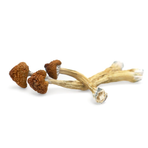Buy Big Mex Magic Mushrooms in Australia