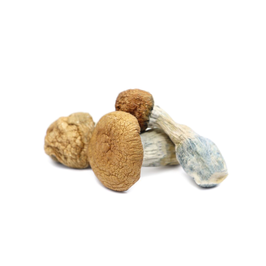 Makilla Gorilla Magic Mushrooms For Sale In Australia