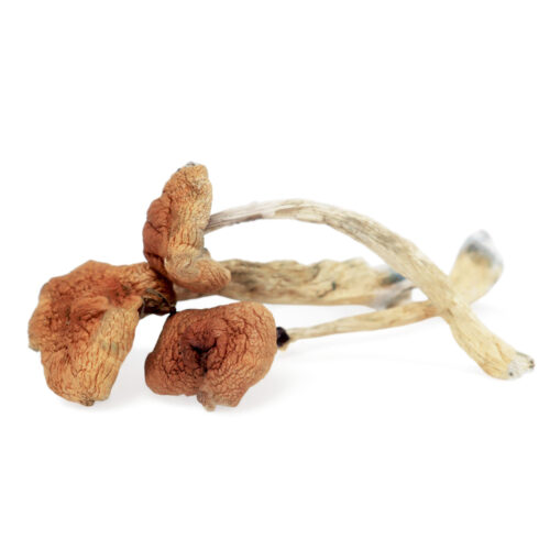 Buy Malabar Magic Mushrooms Online Australia