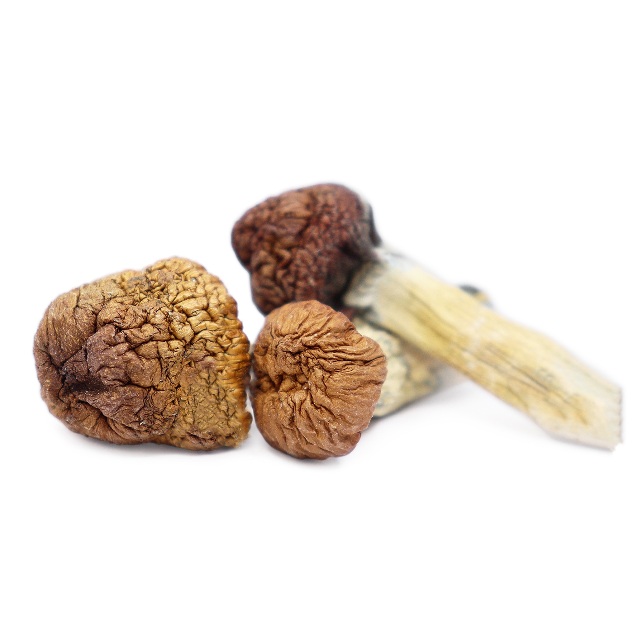 Mazatapec Magic Mushrooms For Sale in Australia