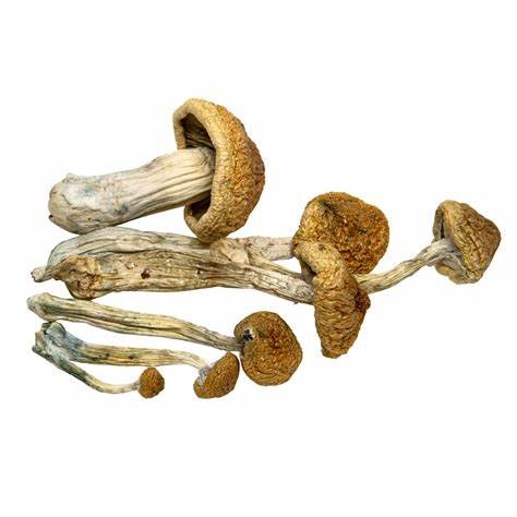 McKennaii Magic Mushrooms For Sale Online Australia