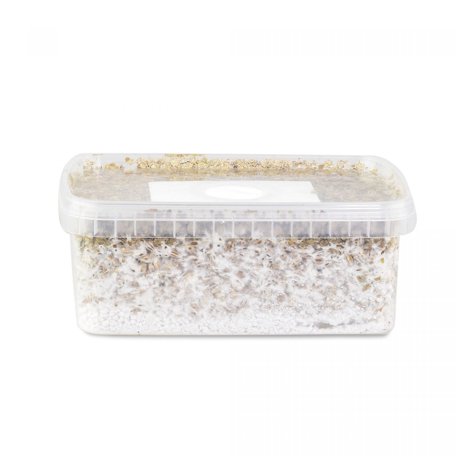 Mexican mushroom cultivation kit for sale online Australia