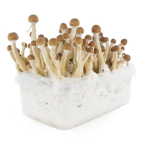Mexican mushroom cultivation kit for sale online Australia