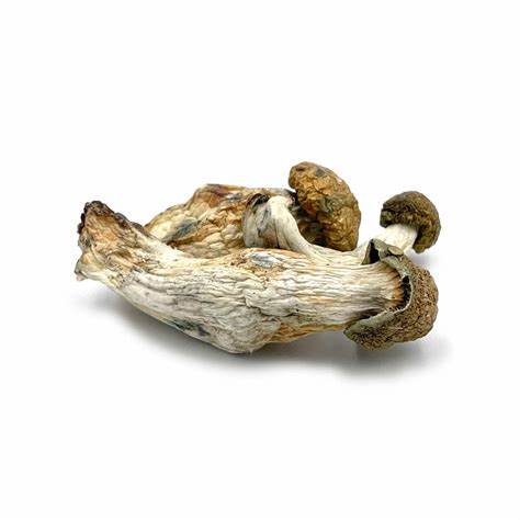 Melmac Magic Mushrooms For Sale in Australia