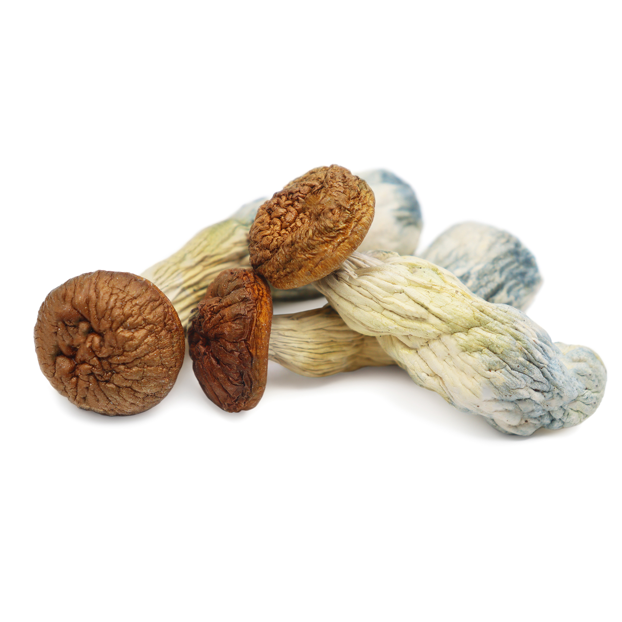 Penis Envy Magic Mushrooms For Sale Online in Australia