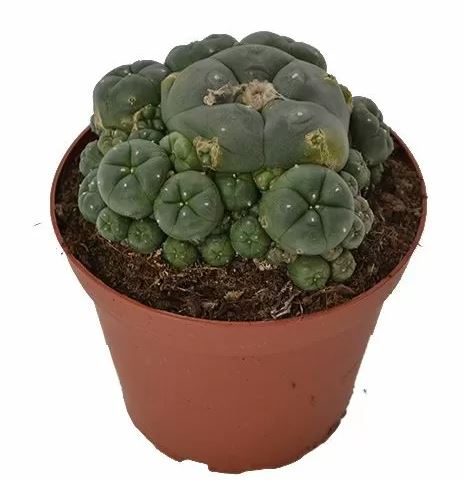 Peyote Cluster Lophophora Williamsii For Sale Online Australia
