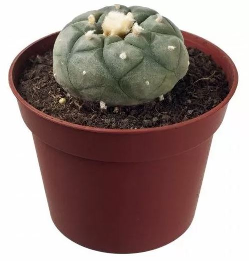 Peyote Lophophora Williamsii For Sale in Australia