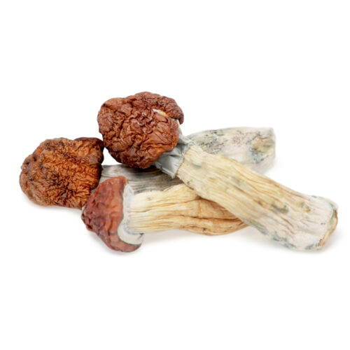 Tidal Wave Magic Mushrooms For Sale In Australia Online