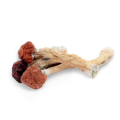 Buy Florida White Magic Mushrooms In Australia Online