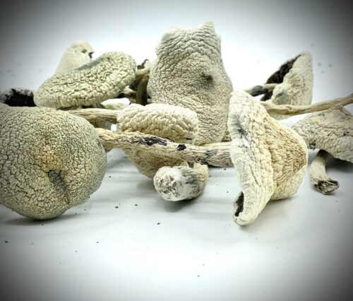White Teacher Magic Mushrooms For Sale In Australia