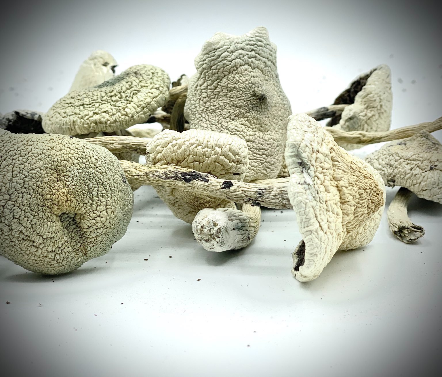 White Teacher Magic Mushrooms For Sale In Australia