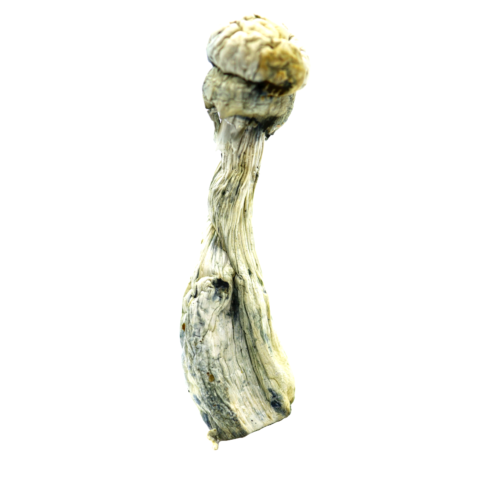 Buy Albino Penis Envy Mushroom in Australia