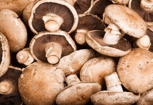 MUSHROOMS