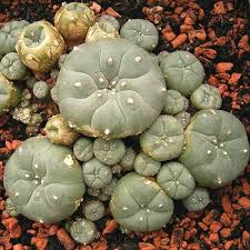PEYOTE