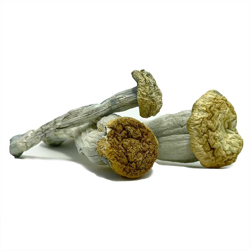 Yeti Magic Mushrooms For Sale In Australia